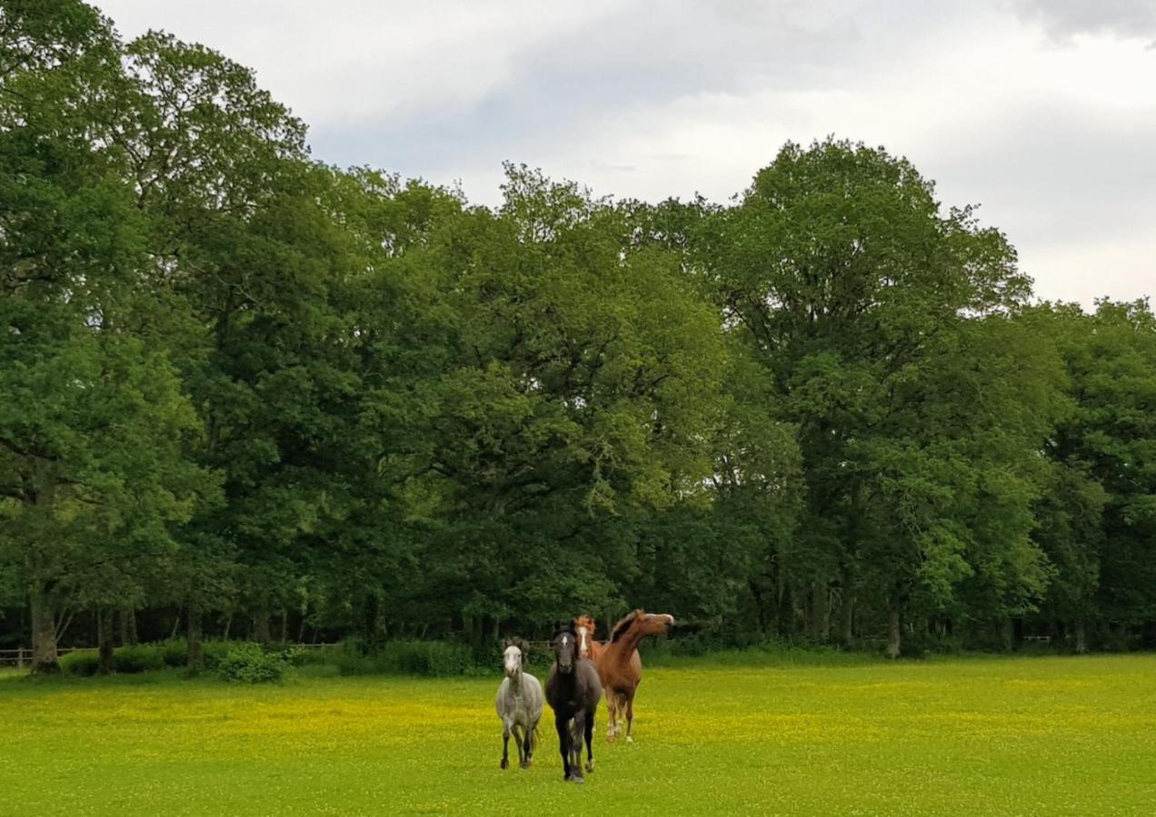 Haras Du Vignault Le Bucher Salbris Exterior photo